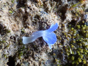 Anchusa arvensis